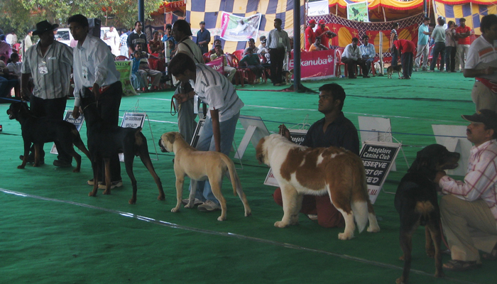 Image Caption